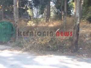 11857742_10207201952316815_1737156868_n