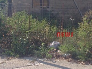 11868739_10207201945676649_1921234766_n