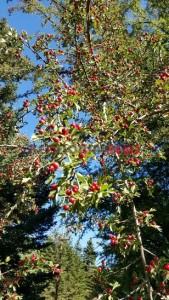 20151013_153000_resized