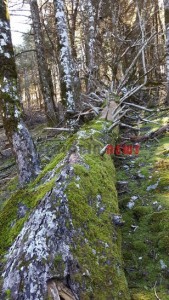 20151013_153604_resized