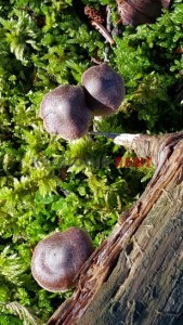 20151013_153833_resized