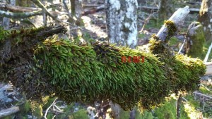 20151013_153958_resized