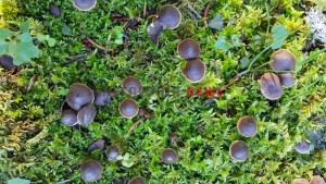 20151013_154056_resized