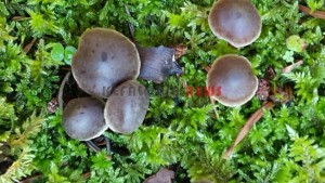 20151013_154101_resized