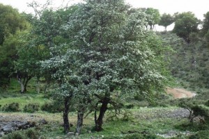 DSC00017