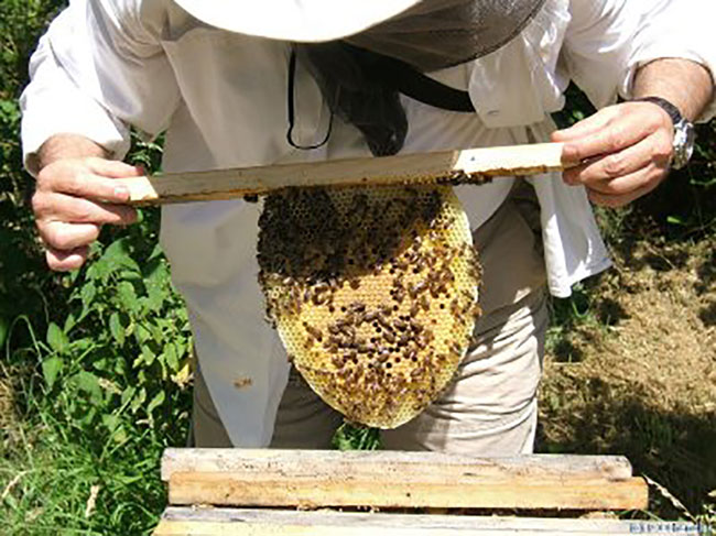 Πρακτική Γεωργική Σχολή “ΠΑΝΑΓΗ  ΒΑΛΛΙΑΝΟΥ”