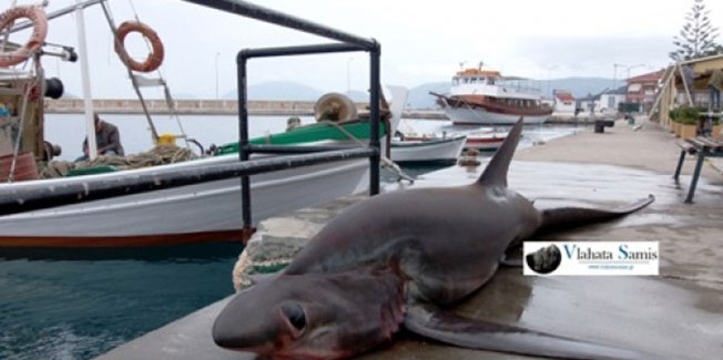 Ψάρι τεσσάρων μέτρων και 250+κιλών πιάστηκε σε δίχτυα ψαράδων στην Σάμη Κεφαλονιάς.