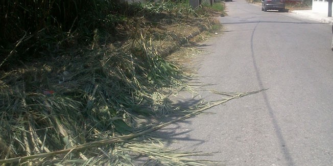 Παράπονα για τα χόρτα από τη Σάμη.