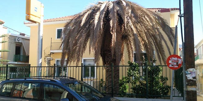 Ο φοίνικας στην αυλή της Αγροτικής Τράπεζας