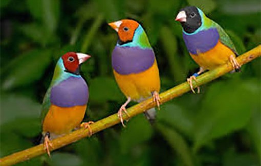 Γιορτή Πουλιών από τον Φορέα  Διαχείρισης Εθνικού Δρυμού Αίνου