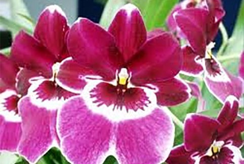 Σεμινάριο με θέμα: “Ορχιδέες της  Κεφαλονιάς” από τον  Φορέα Διαχείρισης Εθνικού Δρυμού Αίνου