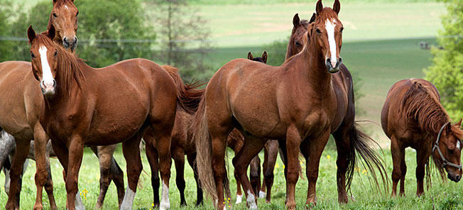 Θανατώνουν άλογα στην Κεφαλονιά….