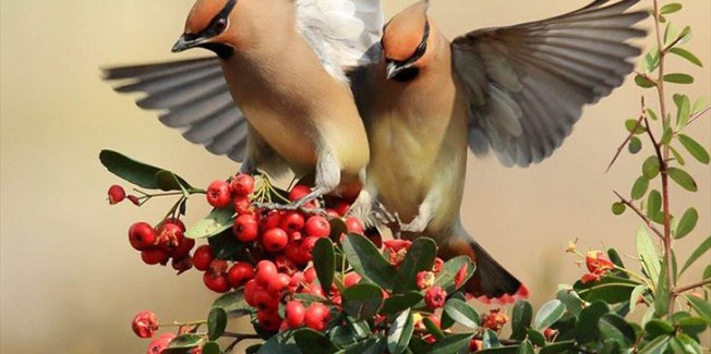 Οι 13 καλύτερες φωτογραφίες της  εβδομάδας
