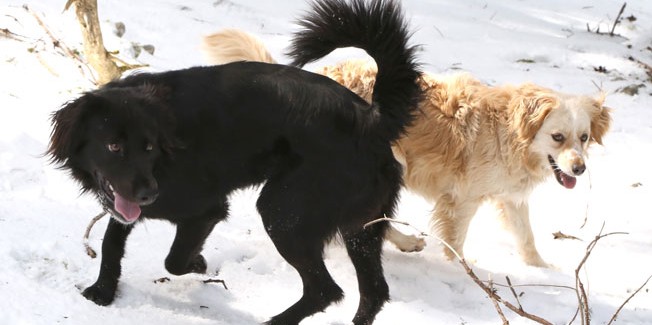 Χάθηκαν δύο σκυλιά στον Αίνο.