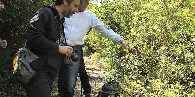 «Ελληνικές Αυτοφυείς Ορχιδέες:  Βιοποικιλότητα και Εγγενής Πολλαπλασιασμός In Vitro»