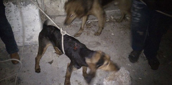 Στο Δαφνί ο 39χρονος που έθαψε τρία  σκυλιά στην Κεφαλονιά.