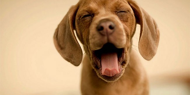 Προσοχή στα σκυλιά…..