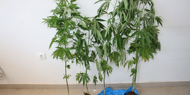 Εντοπίστηκε φυτεία κάνναβης στην Κεφαλονιά