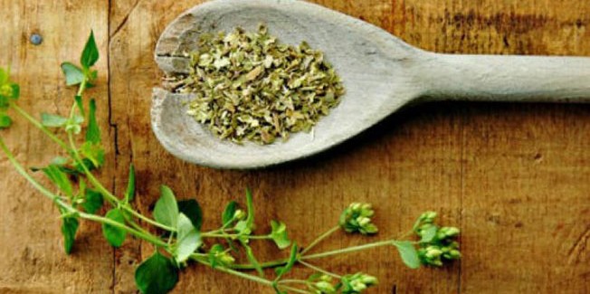 Ενημερωτική εκδρομή για το αρωματικό και εδώδιμο φυτό της ρίγανης