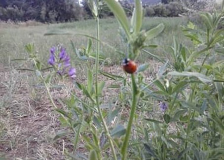 Βιολογικό Τριφύλλι στο Αγρόκτημα της  Γεωργικής Σχολής