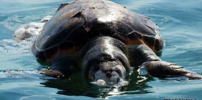 Νεκρή χελώνα ξέβρασε η θάλασσα στον Καραβόμυλο.