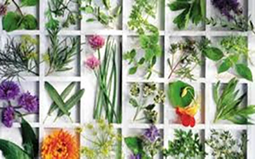 Κοργιαλένειο Βιβλιοθήκη: 17η δράση: