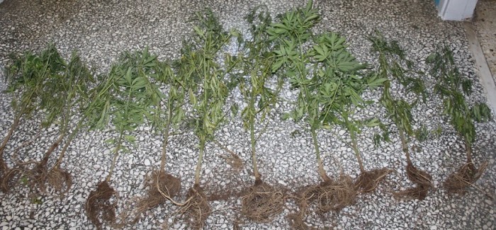 Συνελήφθη για καλλιέργεια κάνναβης,  παράνομη οπλοκατοχή και κατοχή κροτίδων