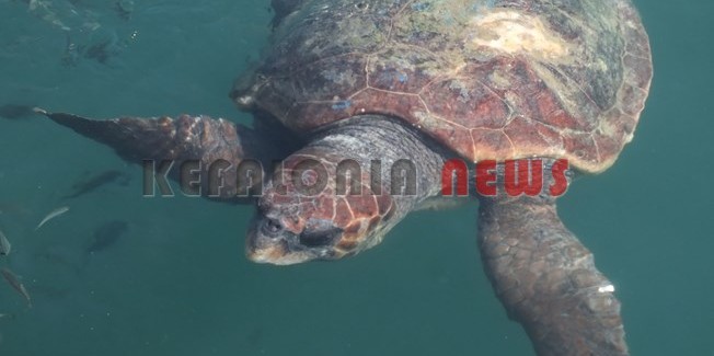 Σόου με Θαλάσσιες Χελώνες στο λιμάνι.