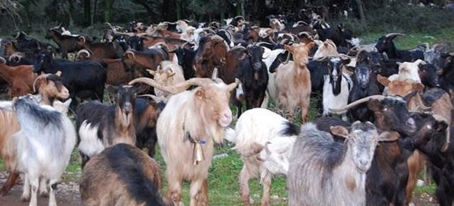 «ΟΔΗΓΙΕΣ ΠΡΟΣ ΤΟΥΣ ΚΑΤΟΧΟΥΣ ΑΙΓΟΠΡΟΒΑΤΩΝ»