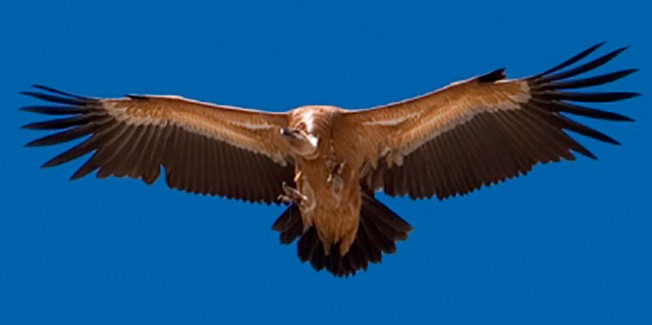 «Γύπες», «αρπακτικά» και «καρακάξες»