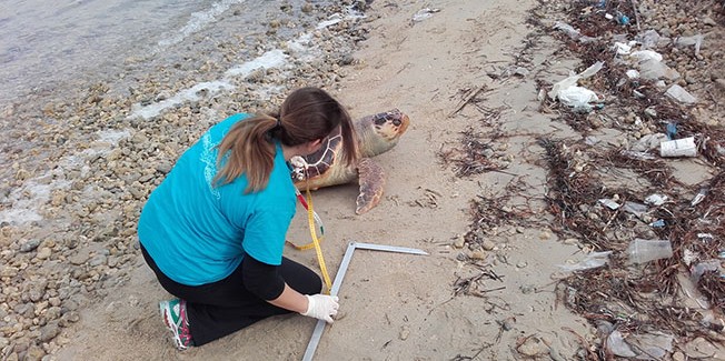 Δύο νεκρές θαλάσσιες χελώνες στην  Παλιοσταφίδα