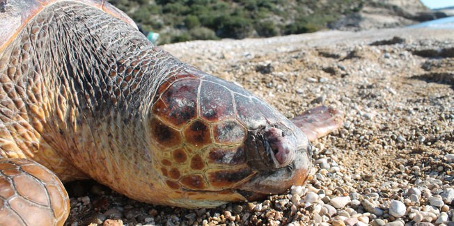 Νεκρή θαλάσσια χελώνα στην Αγία  Βαρβάρα Κατελειού