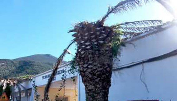 Σχετικά με τους φοίνικες στην Σάμη.