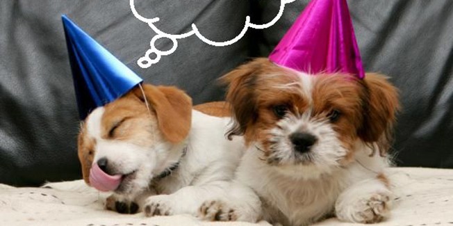 Η πίτα του Συλλόγου Ζωόφιλων