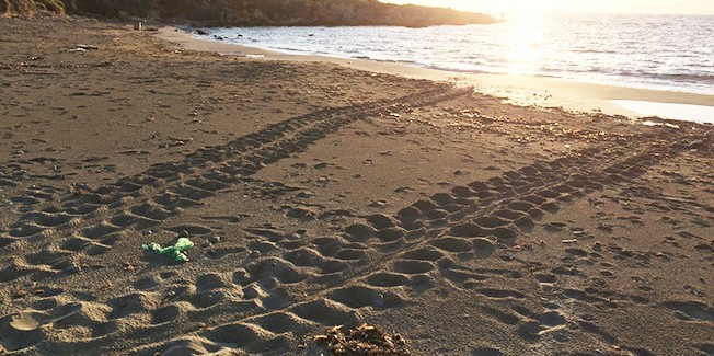 Τα πρώτα ίχνη θαλάσσιας χελώνας για το 2016 στην  Κεφαλονιά