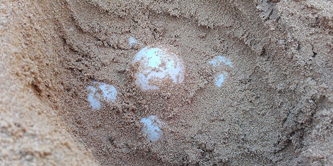 Στην Μεγάλη Άμμο η πρώτη φωλιά θαλάσσιας χελώνας