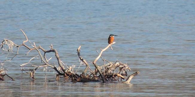 Ευρωπαϊκή Γιορτή των Πουλιών