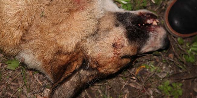 Εκτέλεση σκύλου στα Χαβδάτα