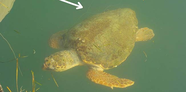 Κι άλλη χελώνα πιασμένη σε αγκίστρι και πετονιά στο Αργοστόλι