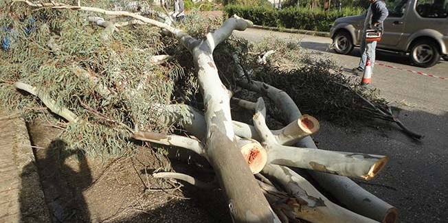  Κοπή επικίνδυνων κλαδιών και δένδρων