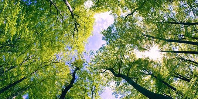 Η ΕΘΕΛΟΝΤΙΚΗ ΟΜΑΔΑ ΔΑΣΟΠΡΟΣΤΑΣΙΑΣ 21ας  ΛΕΙΒΑΘΟΥΣ ΚΟΒΕΙ ΤΗΝ ΠΊΤΑ ΤΗΣ