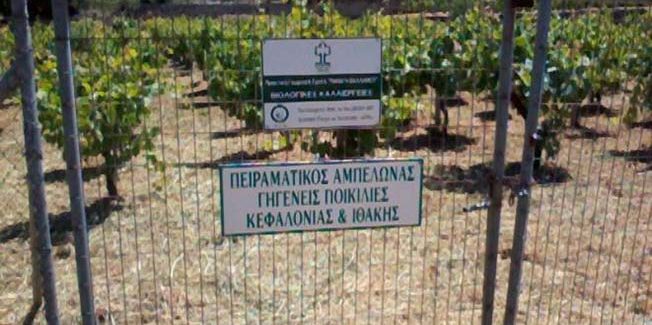 ΑΜΠΕΛΙ ΔΙΑΤΗΡΗΣΗΣ ΓΗΓΕΝΩΝ ΠΟΙΚΙΛΙΩΝ