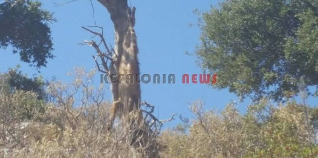Εξακολουθεί να είναι κρεμασμένη στην  ελιά η αλεπού