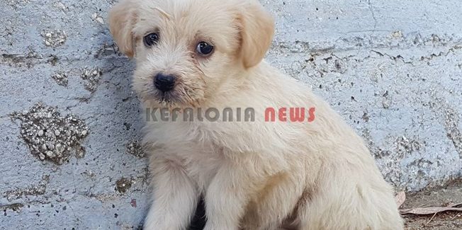 Κουταβάκια ψάχνουν να βρουν σπίτι !!!