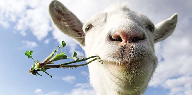 Ε.Α.Σ.: Αλλάζουν όλα στο σύστημα  καταγραφής ντόπιων Αιγοπροβάτων