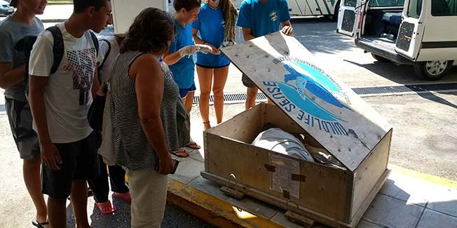 Διάσωση θαλάσσιας χελώνας που χτυπήθηκε με τρίαινα στο κεφάλι