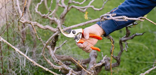 Για το κλάδεμα της ελιάς