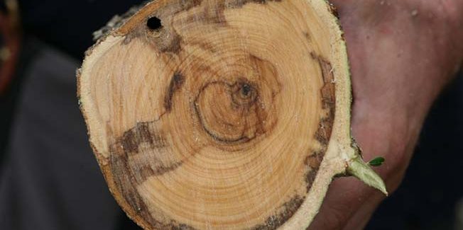 Ε.Α.Σ.:  Όταν πιάσει βακτήρια το σπίτι  του γείτονα