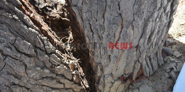 Ένα πεύκο μισού αιώνα, δεν άντεξε και έσπασε στα δυό.