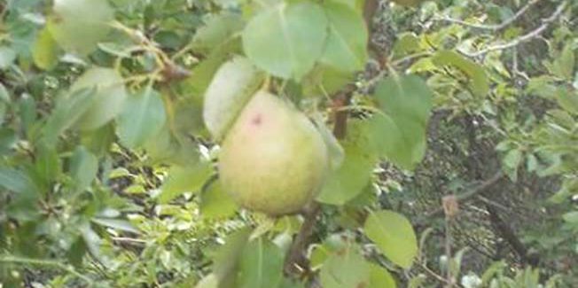 Συναδελφική Κομπανία: Ξανά, προς την  κοινωνία του δώρου